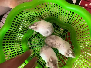 Hamster