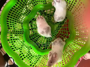Hamster
