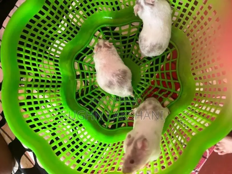 Hamster