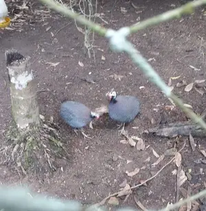 Guineafowls