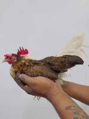 Bantam OGY
