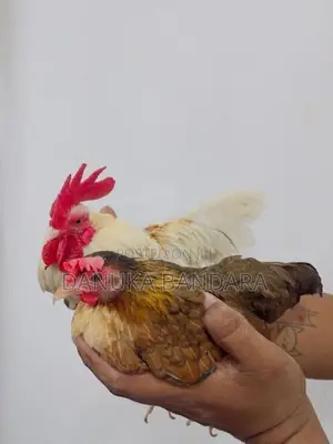 Bantam OGY