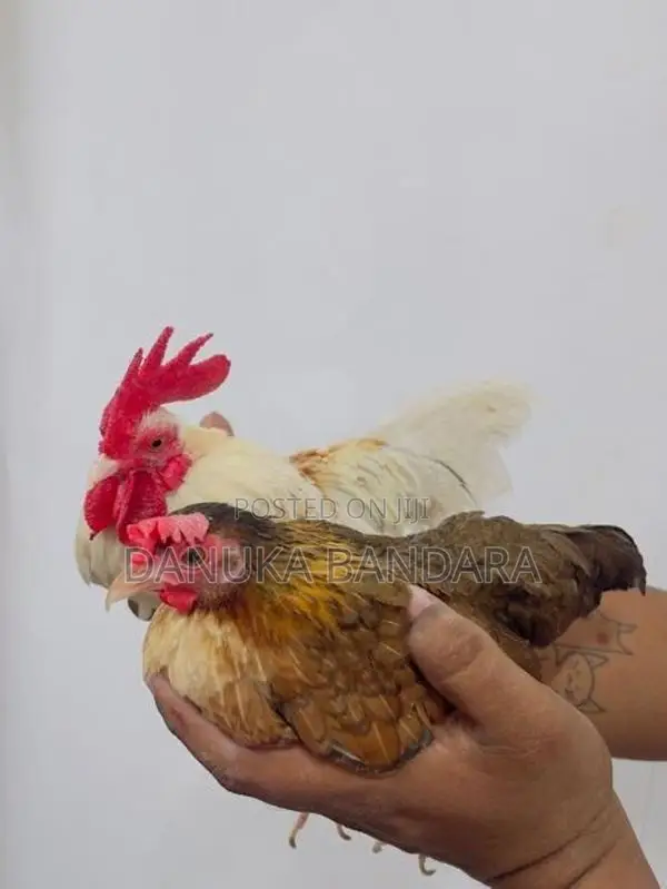 Bantam OGY