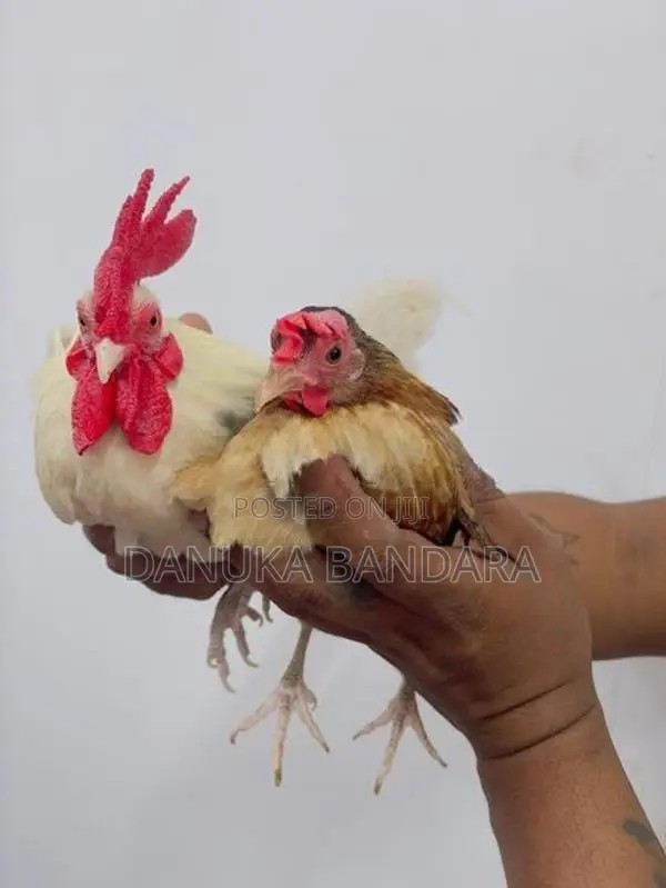 Bantam OGY