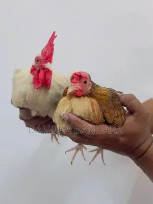 Bantam OGY