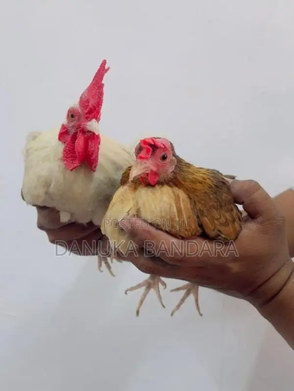 Bantam OGY