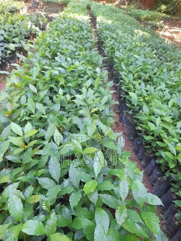 ඇරබිකා කෝපි පැල ( Arabica Coffee )