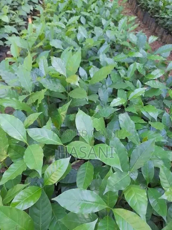 ඇරබිකා කෝපි පැල ( Arabica Coffee )