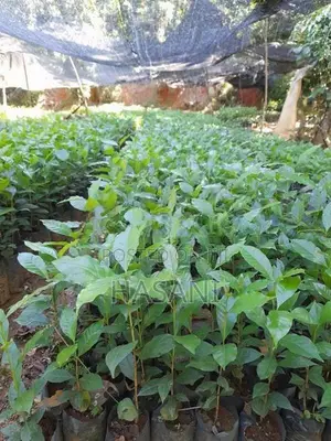 ඇරබිකා කෝපි පැල ( Arabica Coffee )