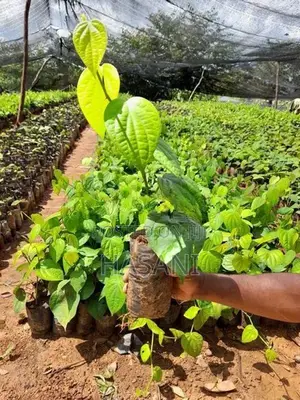 ගම්මිරිස් පැල (Pepper Plant )