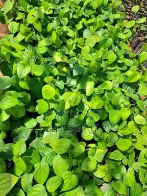 ගම්මිරිස් පැල (Pepper Plant )