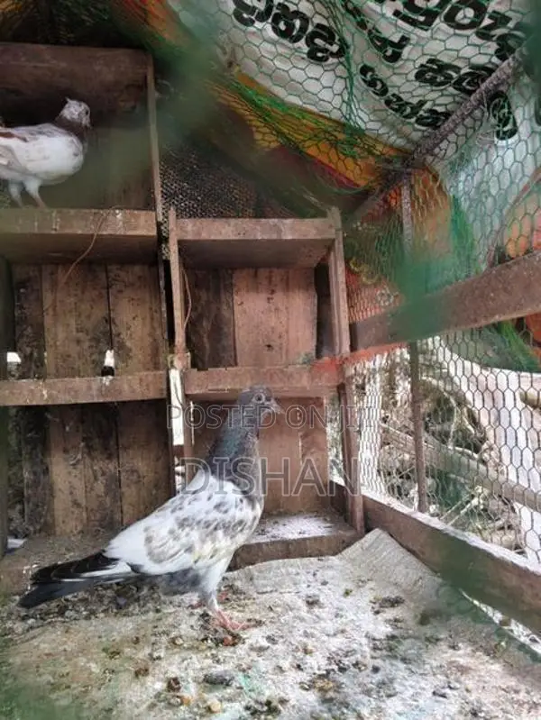 Pigeons
