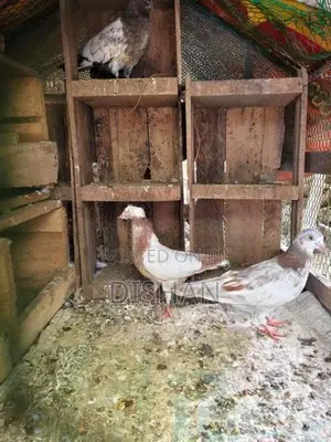 Pigeons