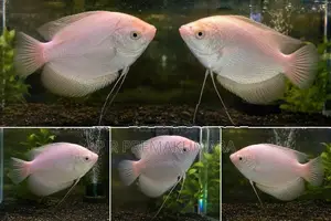 Giant Gourami