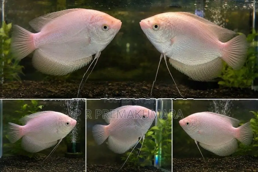 Giant Gourami