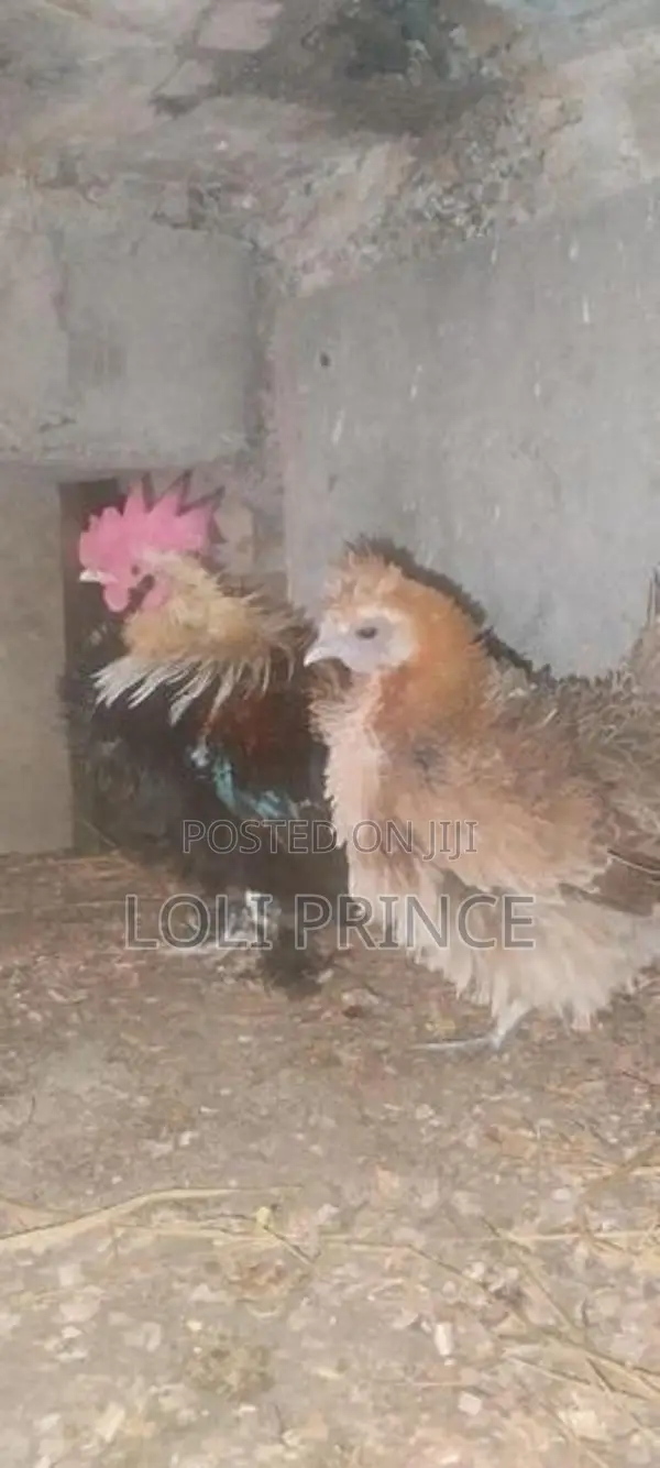 Bantam Chickens