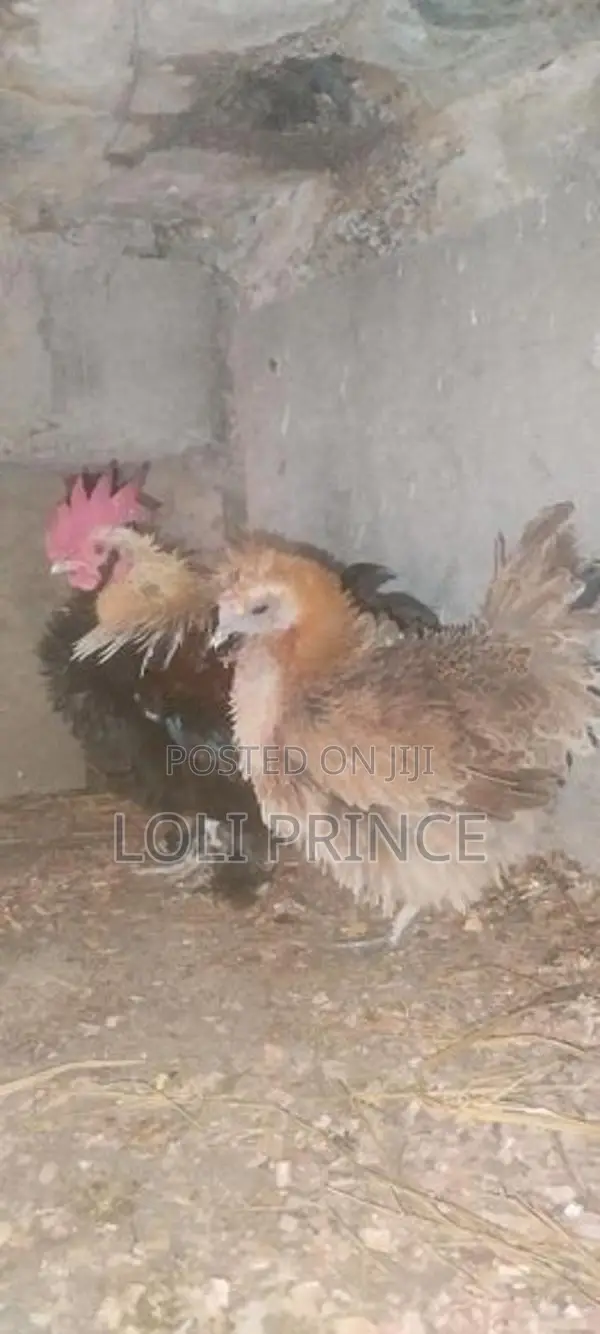 Bantam Chickens