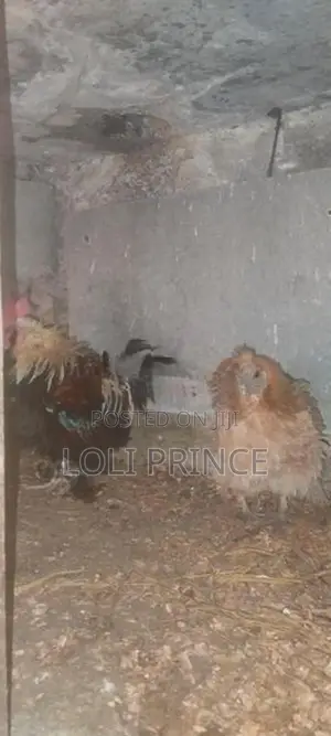 Bantam Chickens