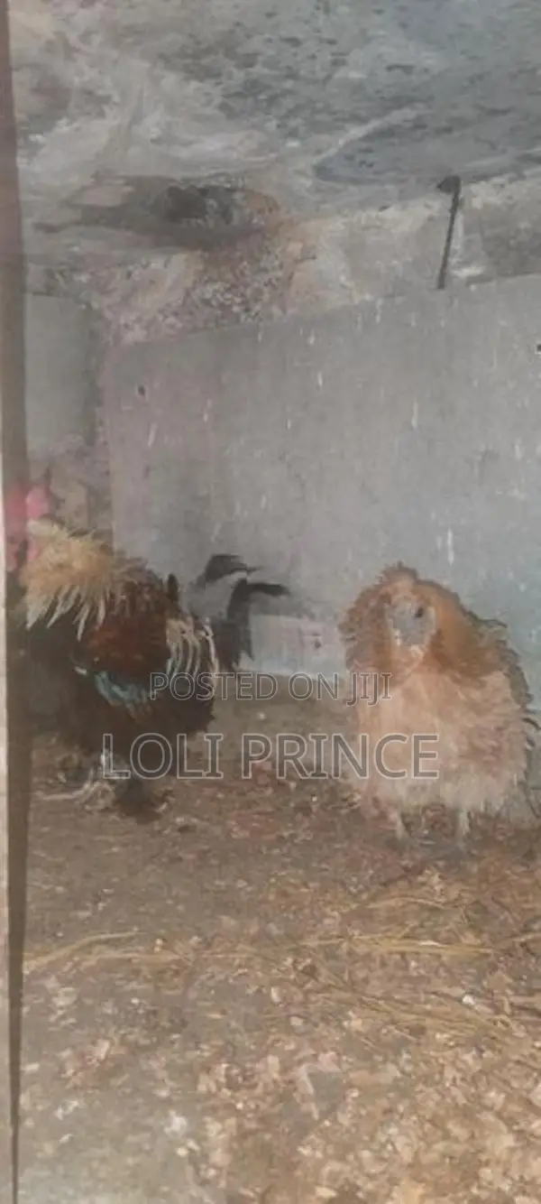Bantam Chickens