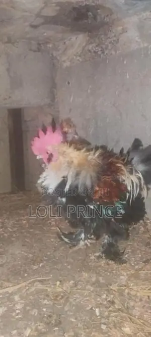 Bantam Chickens
