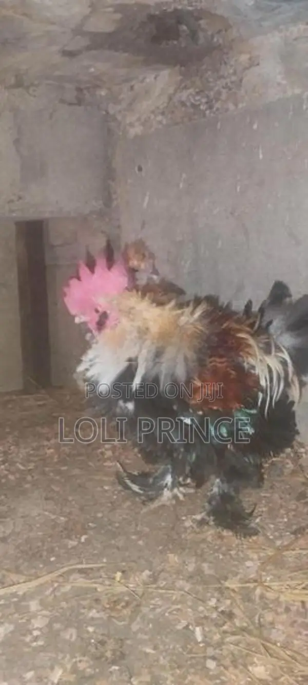 Bantam Chickens