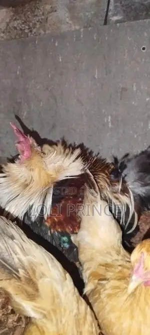 Bantam Chickens