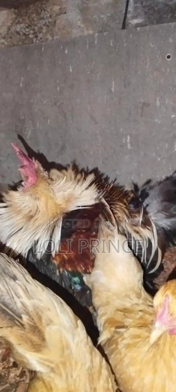 Bantam Chickens