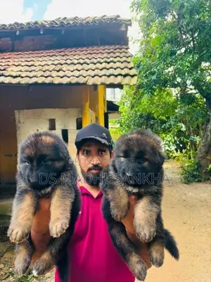Germanshephad lonecort pappy