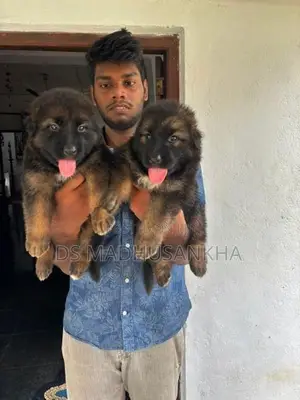 Germanshephad lonecort pappy