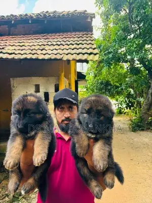 Germanshephad lonecort pappy