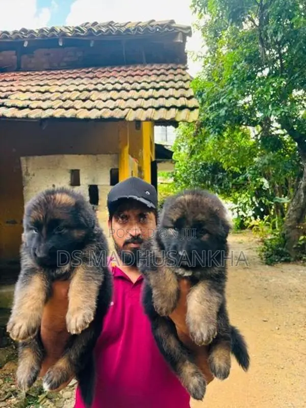 Germanshephad lonecort pappy