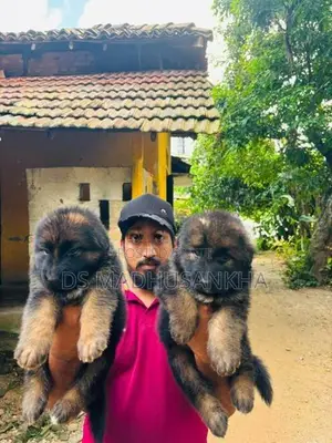 Germanshephad lonecort pappy