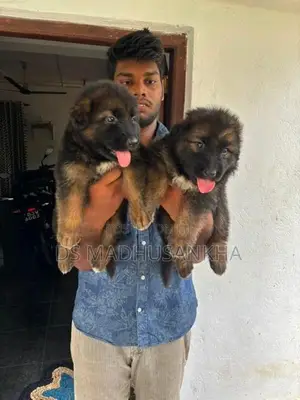 Germanshephad lonecort pappy