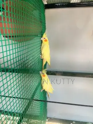 Cockatiel Birds