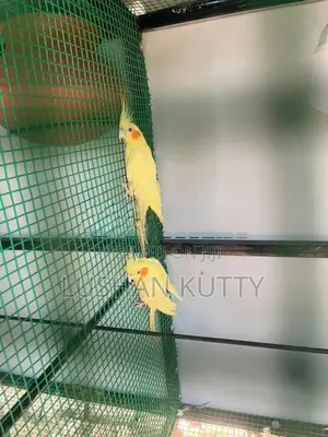 Cockatiel Birds