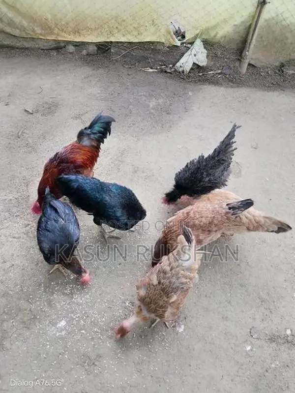 කිකිළියන්