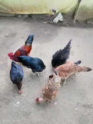 කිකිළියන්