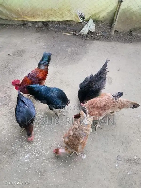 කිකිළියන්