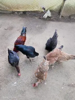 කිකිළියන්