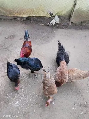 කිකිළියන්
