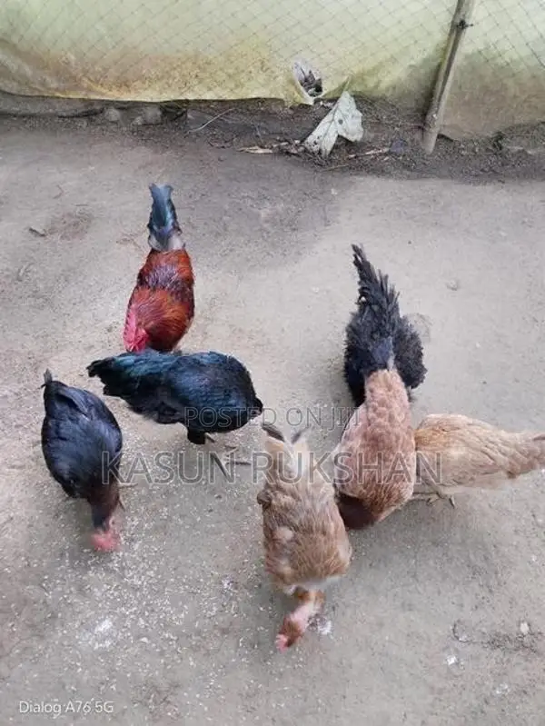 කිකිළියන්