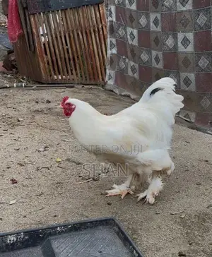 Brahma Chicken