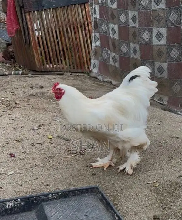 Brahma Chicken