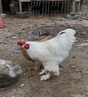 Brahma Chicken