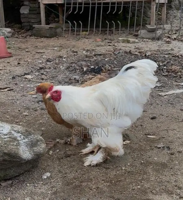 Brahma Chicken