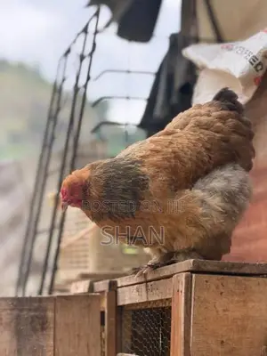 Brahma Chicken