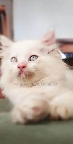 Persian Kitten