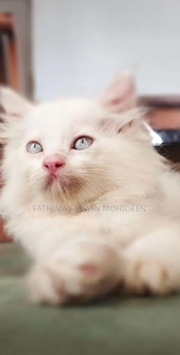 Persian Kitten