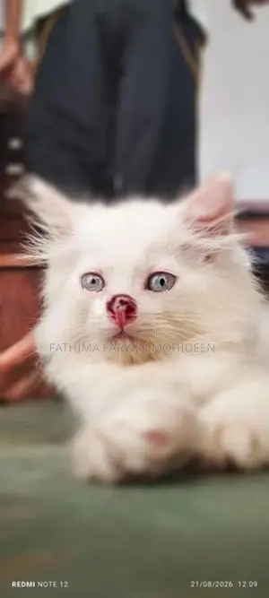 Persian Kitten