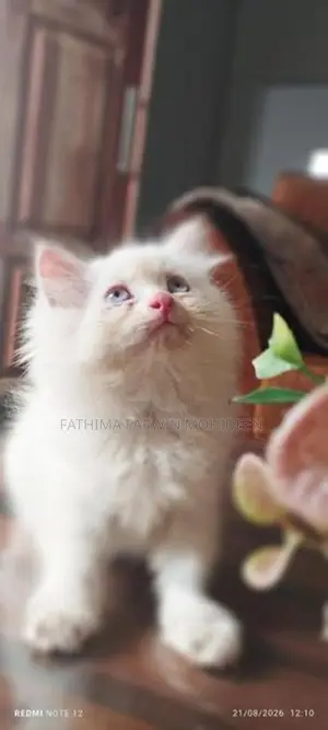 Persian Kitten